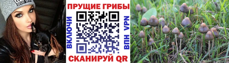 Псилоцибиновые грибы Psilocybine cubensis  ссылка на мегу   Углегорск 